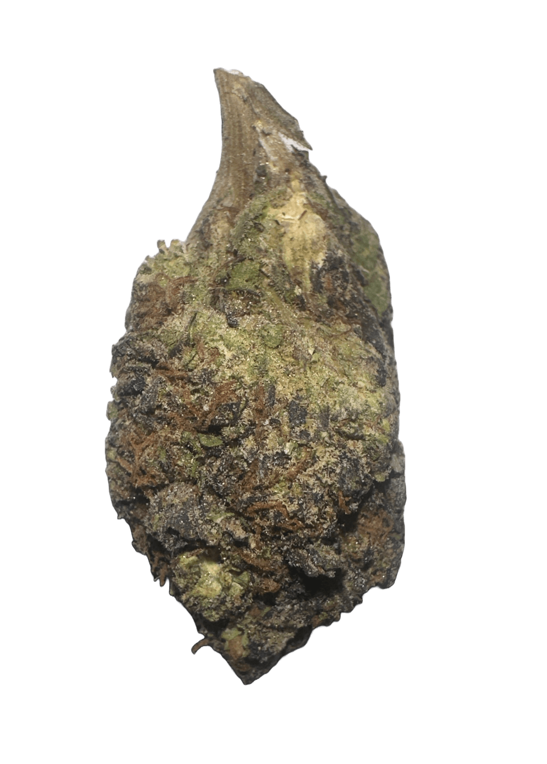 Gelato 41 - 3.5g