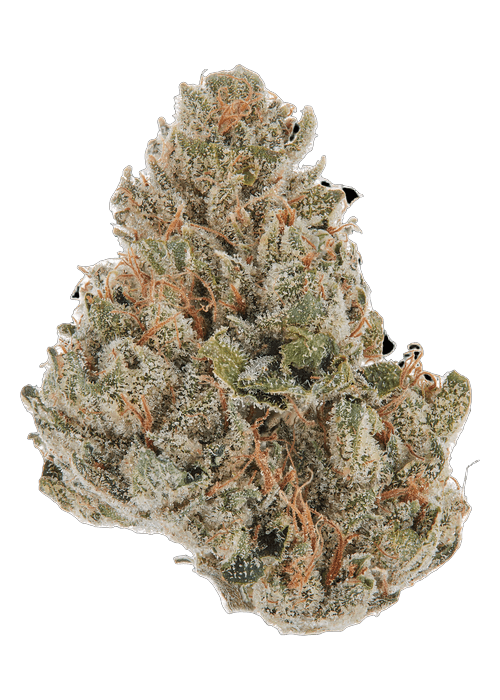 White Walker - 3.5G