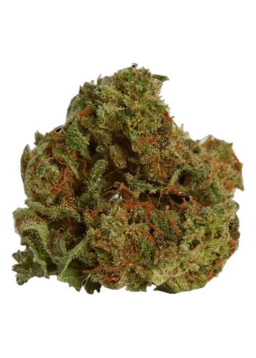 Miami White - 3.5G
