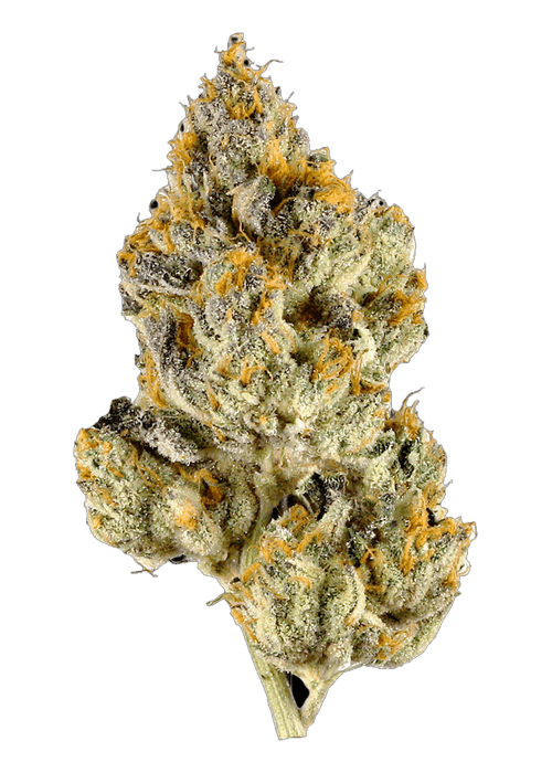 Lemon Cherry by Connected - 3.5G
