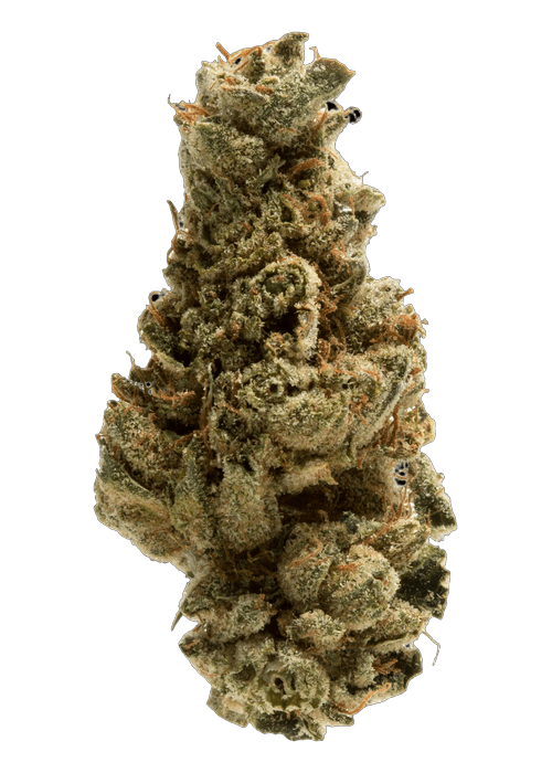 Blueberry Gelato - 3.5G