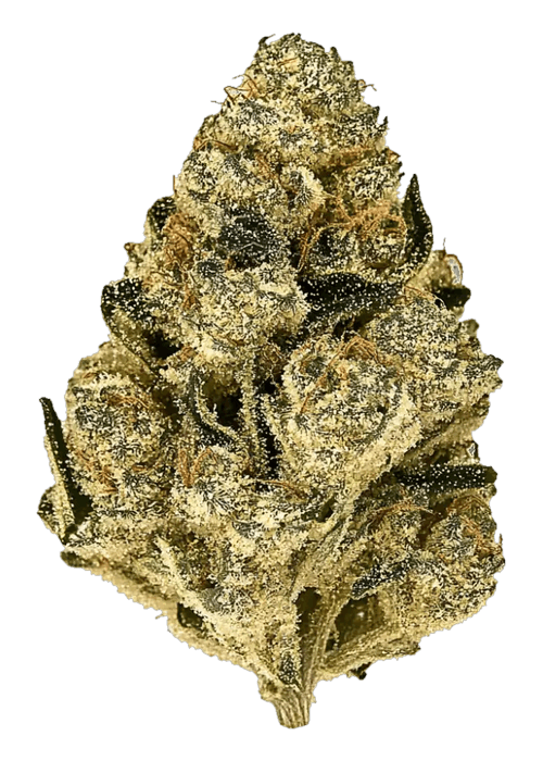 White Nerdz - 3.5G