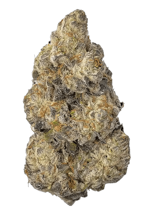Wizzy by Wizard Trees - 3.5G